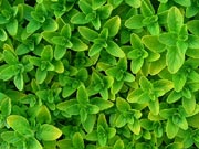Oregano